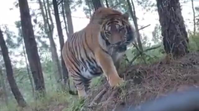 Captan a tigre de bengala en carretera de Tapalpa; “está enorme” (video)