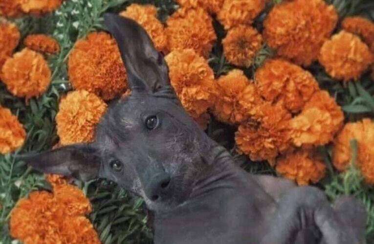 ¿Cuál es la leyenda del xoloitzcuintle en el Día de Muertos?