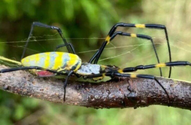 Alerta de invasión de arañas gigantes en los EE. UU.