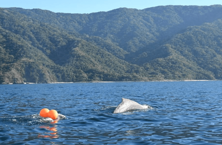 Liberaron a joven ballena al sur de la bahía .