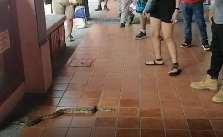 Boa constrictor reptaba en centro comercial de Vallarta