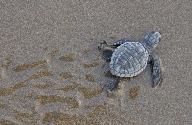 Arrancó la temporada 2022 de protección de la tortuga marina.