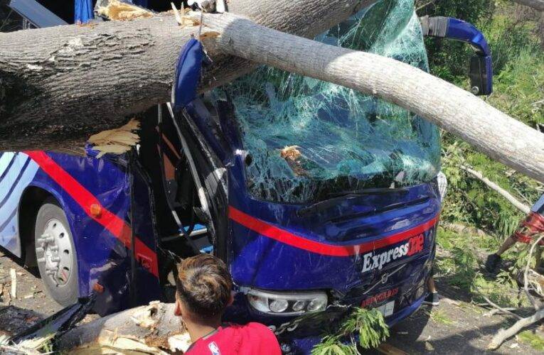 Cerrada carretera Federal 200; árbol cae sobre autobús de turistas.