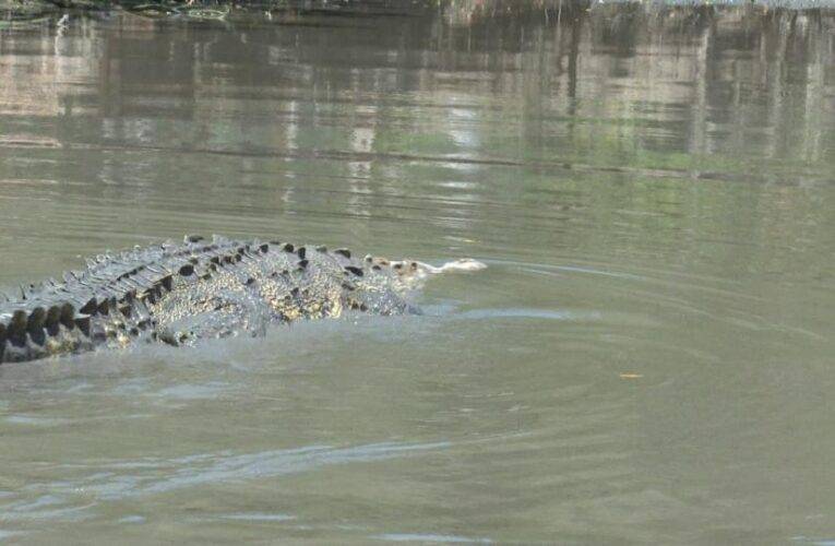 Protección Civil alerta sobre cocodrilos en playas de Vallarta.